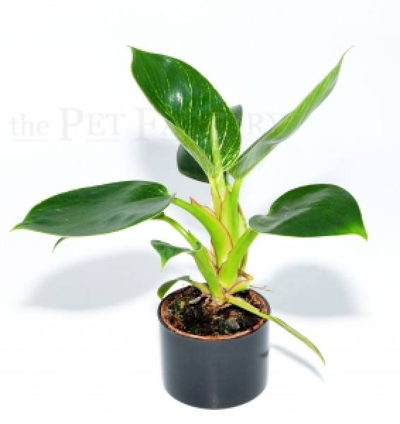 Philodendron f. dom. BIRKIN small